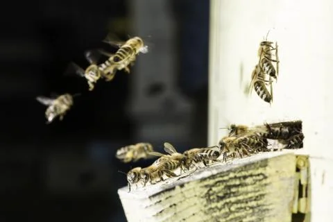 Bees entering the hive Stock Photos
