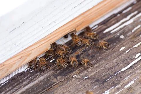 Bees entering a hive Stock Photos