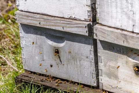 Bees entering the hive Stock Photos