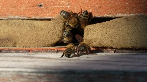 Bees Entering Hive Slow Motion, Macro Beekeeping Stock Footage 334599546