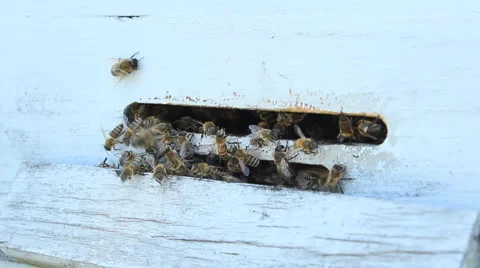 Bees at the entrance to the hive close up Stockbeeldmateriaal 40825409