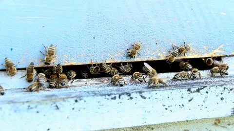 Bees at the entrance to the hive close up Stock Footage 40861011