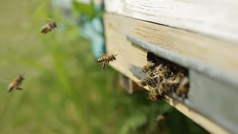 Bees On The Entrance To The Hive During Stock Footage 77116636