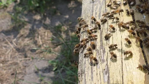 Bees at the entrance to the hive during hot weather. Stock Footage 341843053