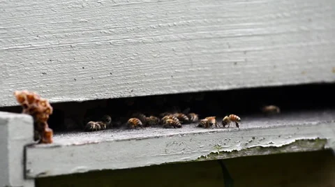 Bees at entrance to hive Stock Footage 50982015