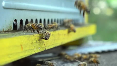 Bees at the entrance to the hive Stock Footage