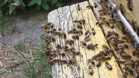 Bees at the entrance to the hive. Stock Footage 341843048
