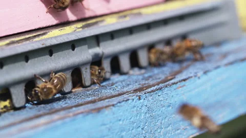 Bees At Entrance One In Flight Stock Footage 342022591