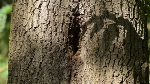 Bees at the entrance to their hive in a tree Stock Footage 329329596