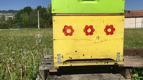 Bees at the entry of their hive Stock Footage 79293591