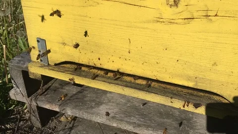 Bees at the entry of their hive Stock Footage 90692704