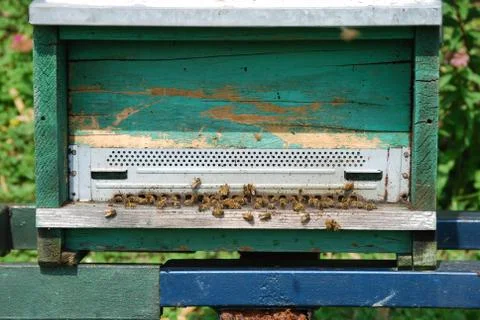 Bees at the entry of their hive Stock Photos