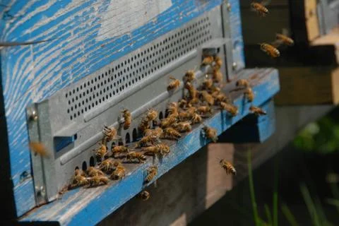 Bees at the entry of their hive Foto stock