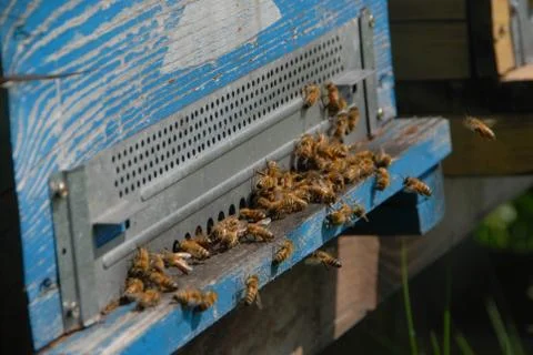 Bees at the entry of their hive Stock Photos