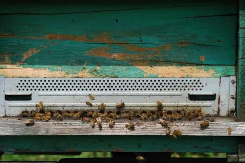 Bees at the entry of their hive Stock Photos