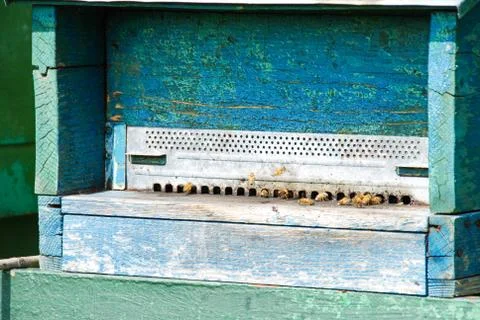 Bees at the entry of their hive Stock Photos