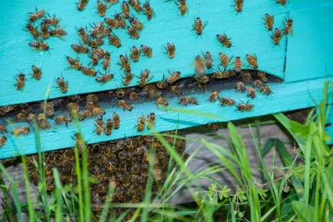 Bees at the entry of their hive Stock-Fotos