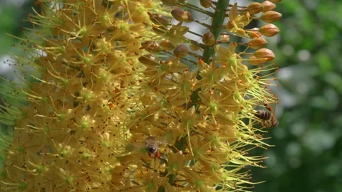 Bees on the eremurus. Insects pollinate flowers. Stock Footage 156051297