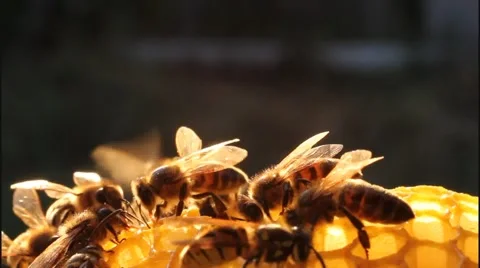 Bees in evening Stock Footage