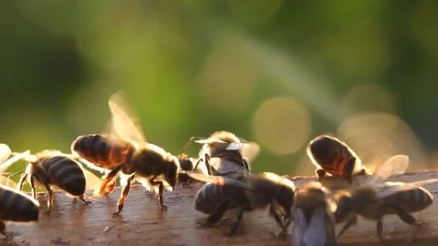 Bees in evening rays of sun Vídeos de archivo 103408162