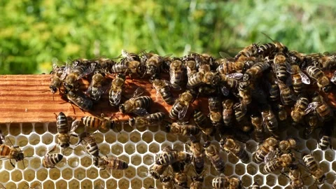 Bees in evening rays of sun. Video stock 338204137