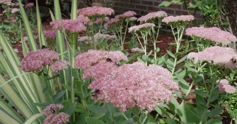 Bees Everywhere Vídeos de archivo 56711411