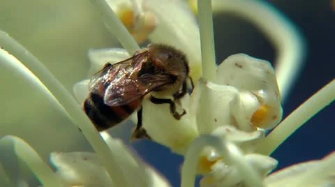 Bees extreme closeup 動画素材 11365672