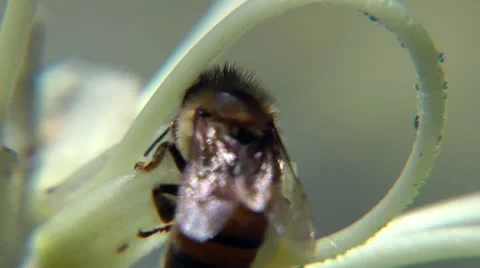 Bees extreme closeup Stock Footage 11365694