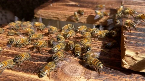 Bees fanning pheromones Stock Footage 142048751