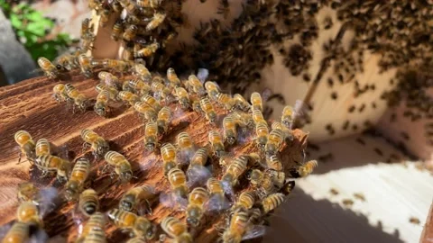 Bees fanning pheromones Stock Footage 142049887