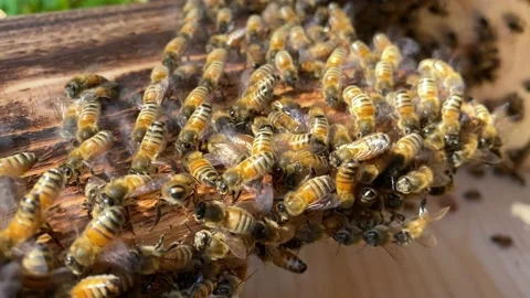 Bees fanning pheromones Stock Footage 142049912