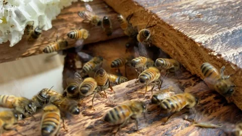 Bees fanning pheromones Stock Footage 142049934