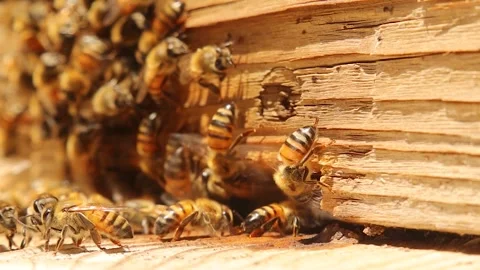 Bees fanning wings to cool hive on hot summer day Stock Footage 312540367