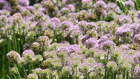 BEES FEEDING ON CLOVER, CLOSE UP, SLO MO Stock Footage 142091768