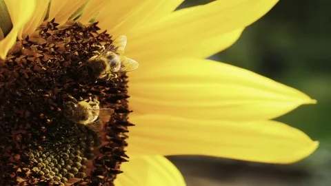 Bees feeding on a sunflower Stock Footage 79279655