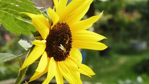 Bees feeding on a sunflower Stock Footage 79279719