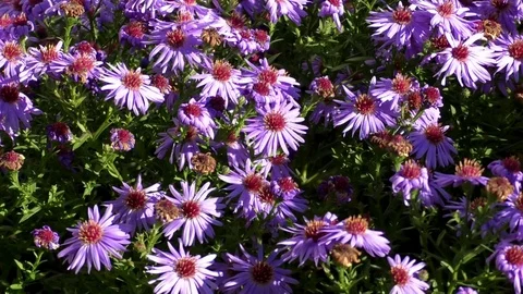 Bees in a field of cornflowers. Blue cornflowers in a garden, busy bees Stock Footage 81177321