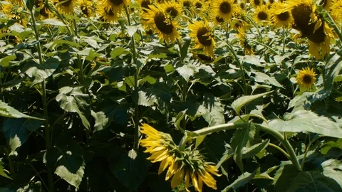 Bees in a field of sunflowers Stock Footage 99116741