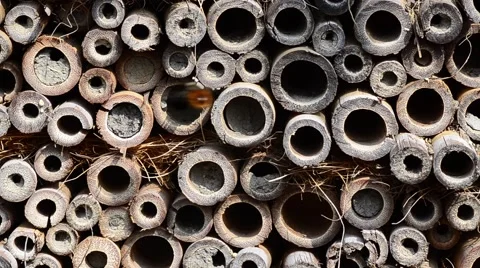 Bees fight insect hotel Stock Footage 65155814