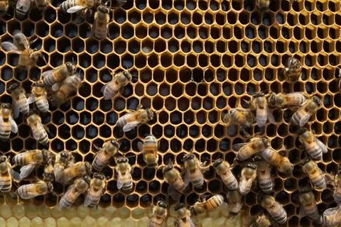 Bees fill the combs with honey, generative AI. Stock Photos