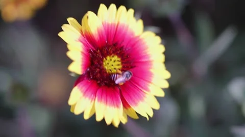 Bees find nectar from Indian blanket flowers. Stock Footage 301591140