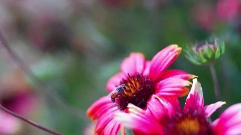 Bees find nectar from Indian blanket flowers. Stock Footage 301591323