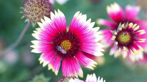 Bees find nectar from Indian blanket flowers. Stock Footage 301591508