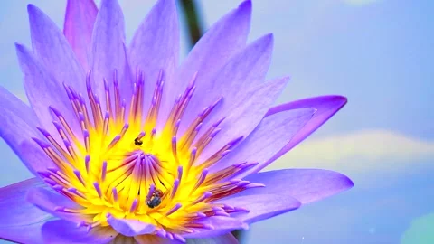 Bees find sweet on pollen of light purple lotus flower blooming in the pond Video stock 139808471