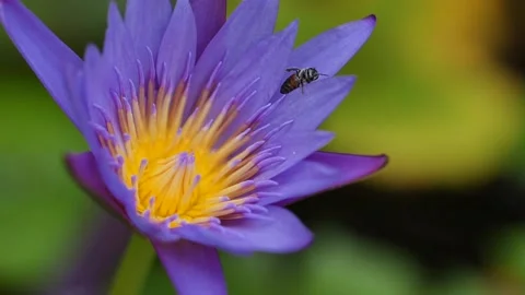 Bees finding nectar from purple lotus flowers in the summer garden Stock Footage 150269384