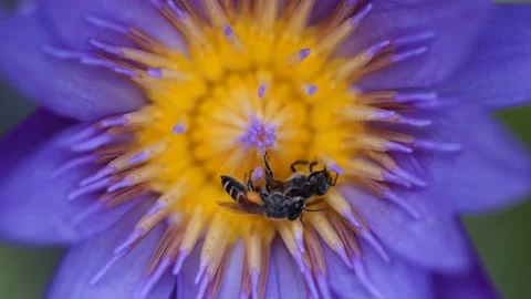 Bees finding nectar from purple lotus flowers in the summer garden macro Stock Footage 150269394