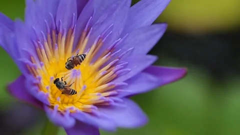 Bees finding nectar from purple lotus in the summer garden , macro shot Stock Footage 150269396