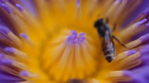 Bees finding nectar from purple lotus in the summer garden , macro shot Stock Footage 150434966