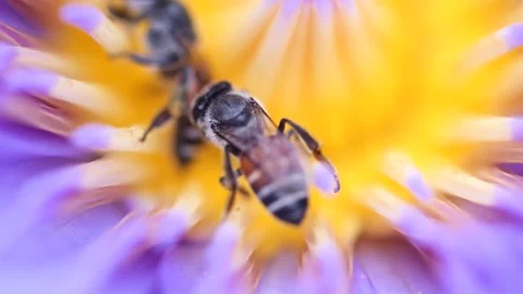 Bees finding nectar from purple lotus in the summer garden , macro shot Stock Footage 150434978