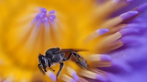 Bees finding nectar from purple lotus in the summer garden , macro shot Stock Footage 150434986